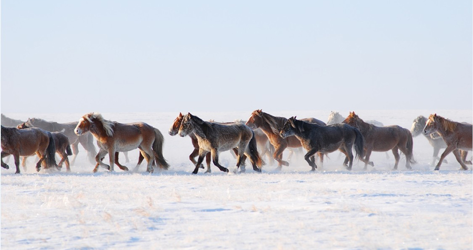 Le fêstival des milles chevaux dans la steppe mongole