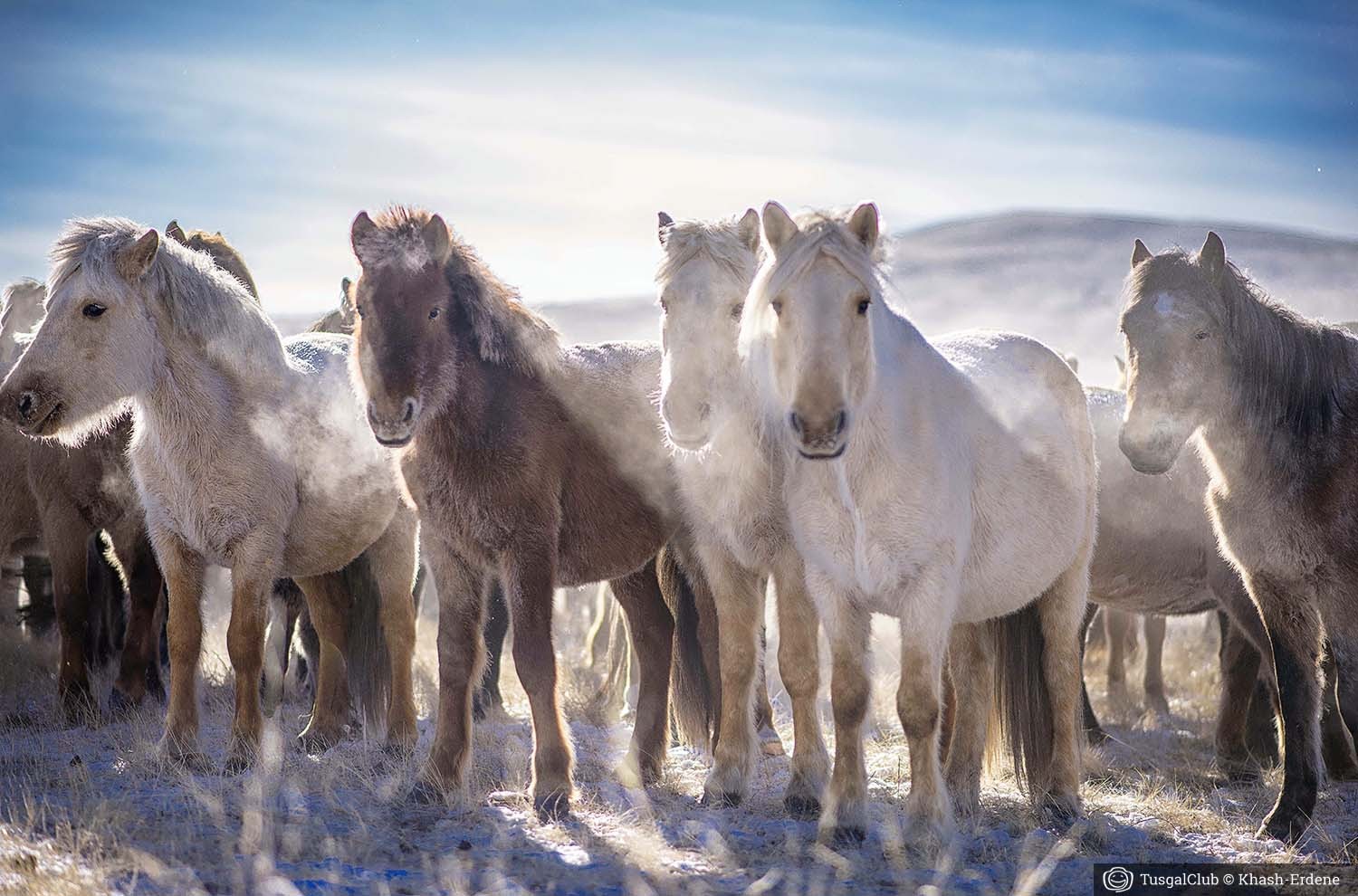 Le fêstival des milles chevaux dans la steppe mongole