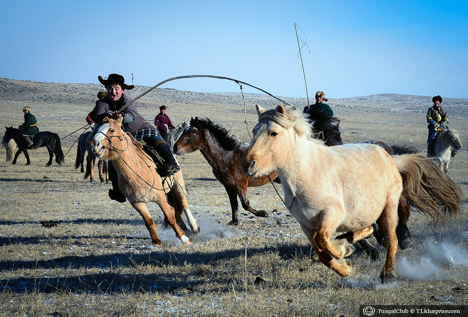 Le fêstival des milles chevaux dans la steppe mongole