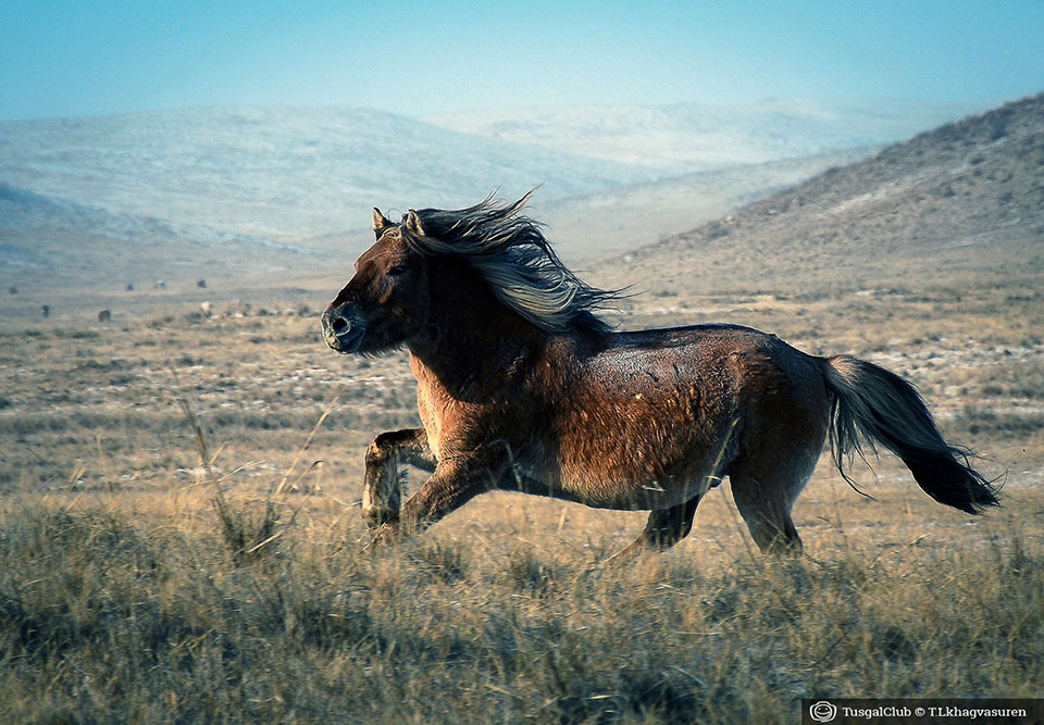 Le fêstival des milles chevaux dans la steppe mongole