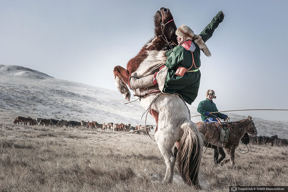 Le fêstival des milles chevaux dans la steppe mongole