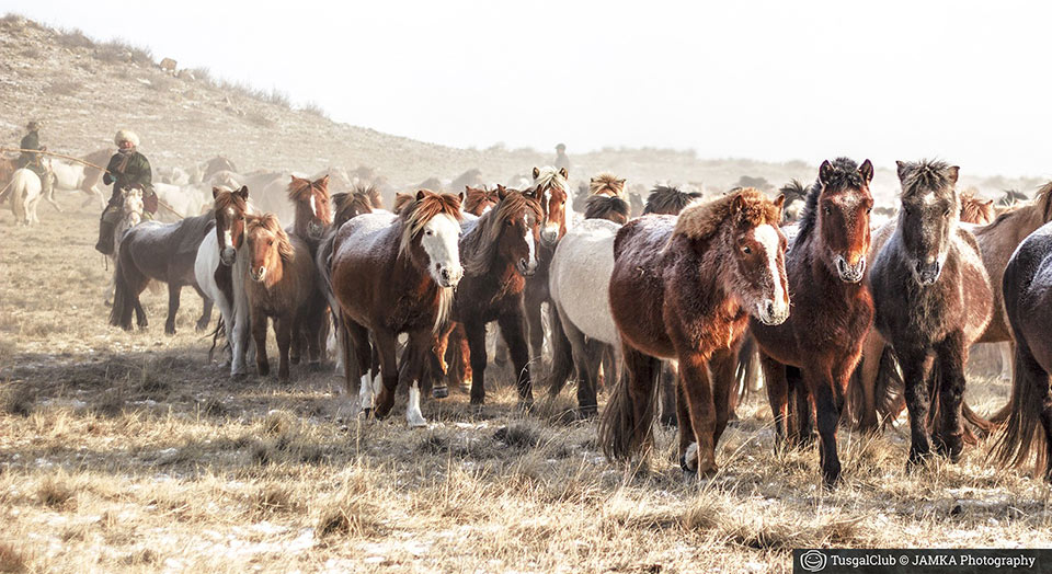 Le fêstival des milles chevaux dans la steppe mongole
