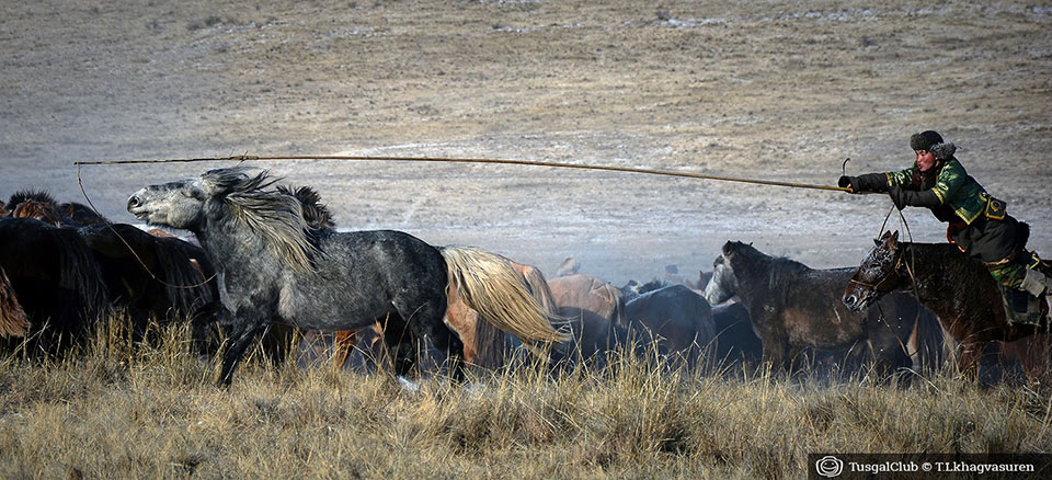 Le fêstival des milles chevaux dans la steppe mongole