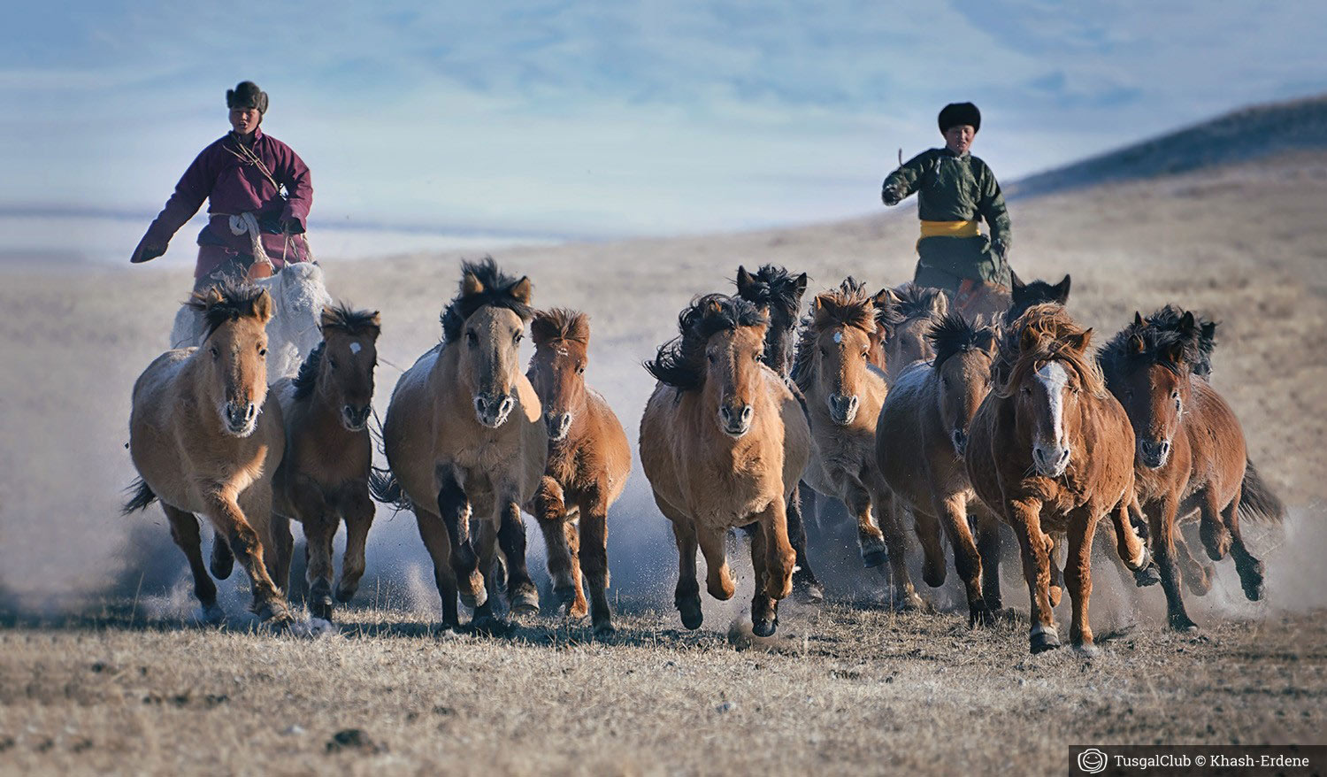 Le fêstival des milles chevaux dans la steppe mongole