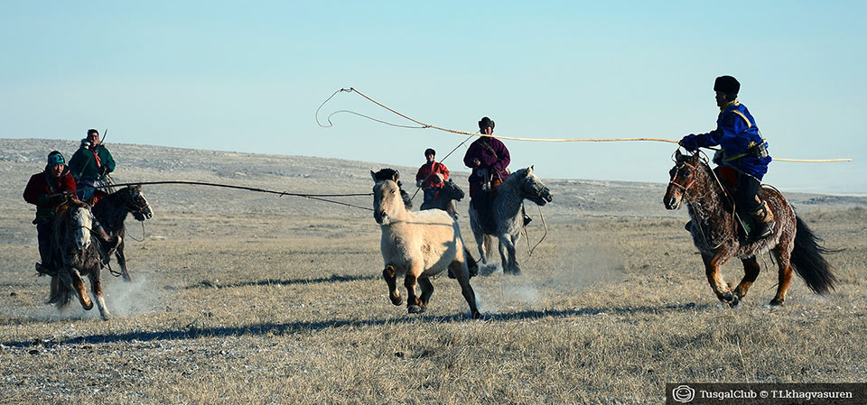 Le fêstival des milles chevaux dans la steppe mongole