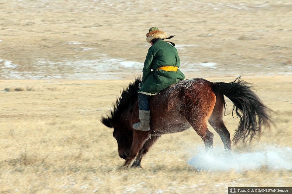 Le fêstival des milles chevaux dans la steppe mongole