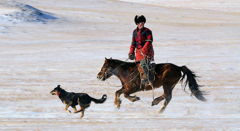 Le fêstival des milles chevaux dans la steppe mongole