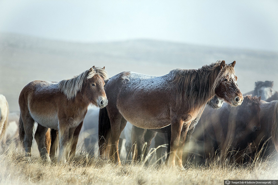Le fêstival des milles chevaux dans la steppe mongole