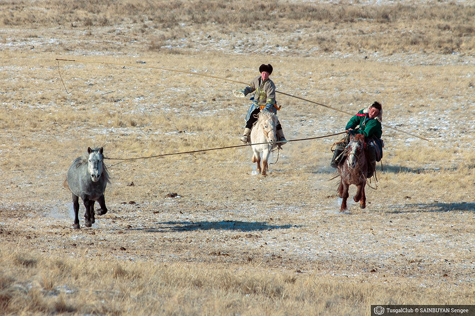 Le fêstival des milles chevaux dans la steppe mongole