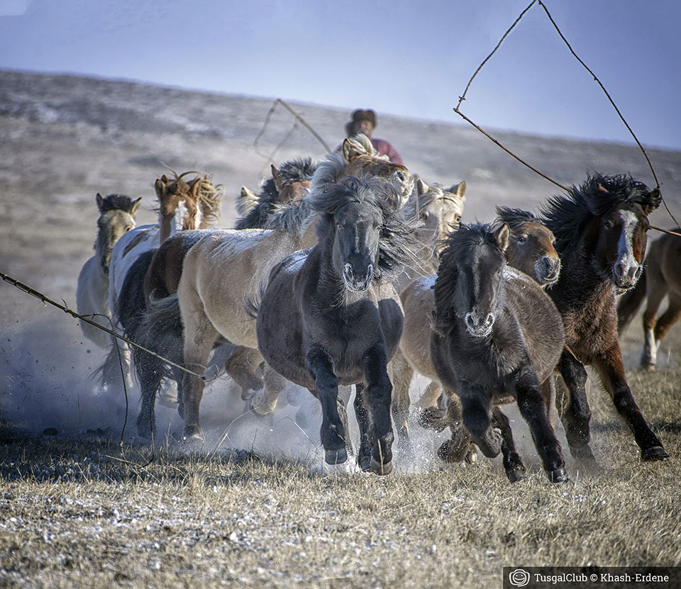 Le fêstival des milles chevaux dans la steppe mongole