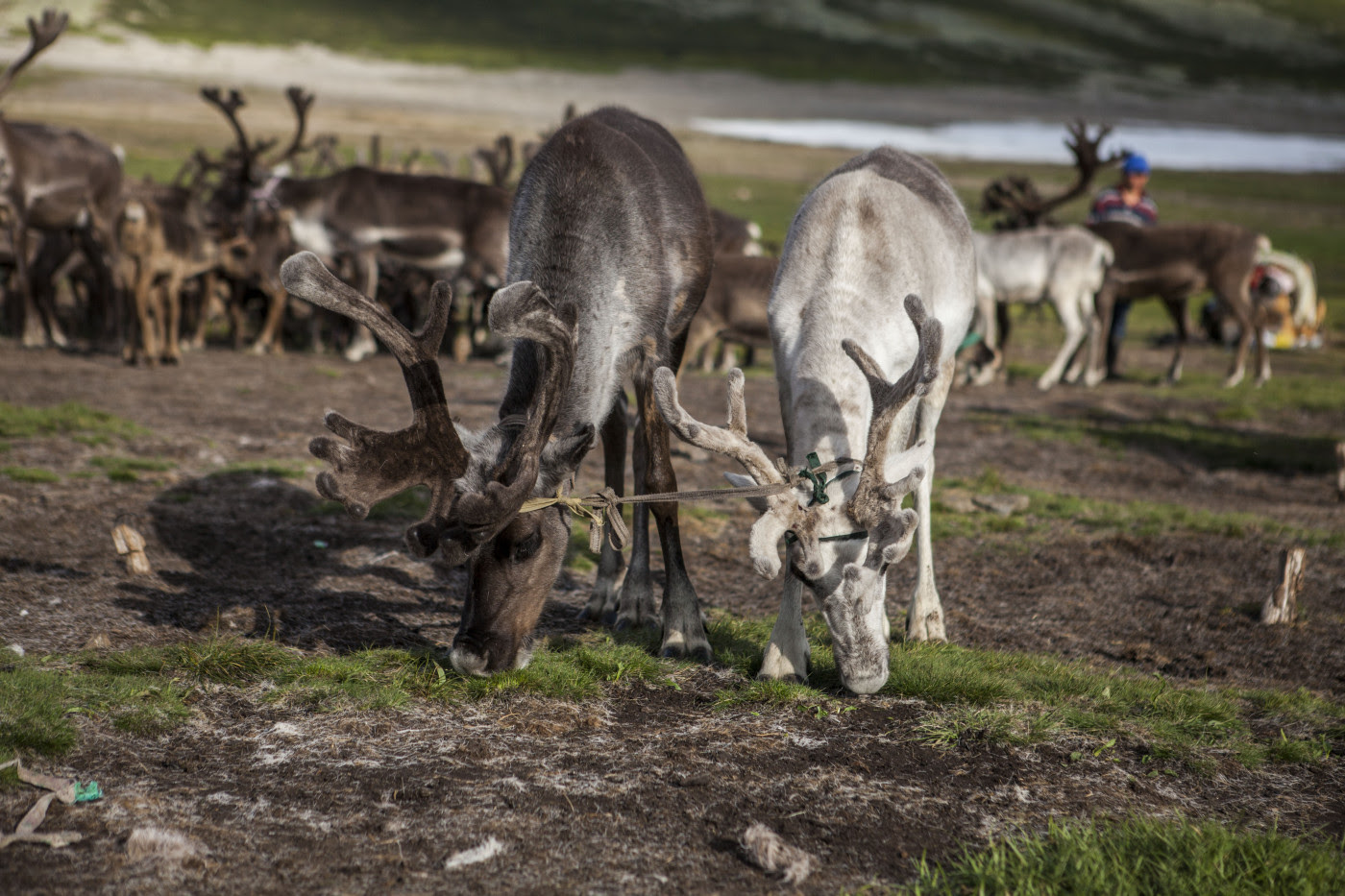 Reportage chez les tsaatans par Clémence Bakry et Julien Paul -un voyage en mongolie en juillet/2016