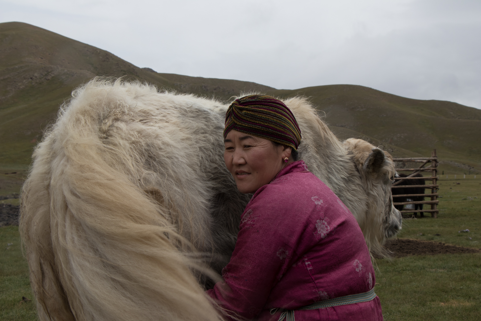 Quelques règles de savoir vivre chez les familles nomades en mongolie