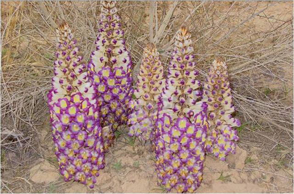 White Goyo plants mongolie