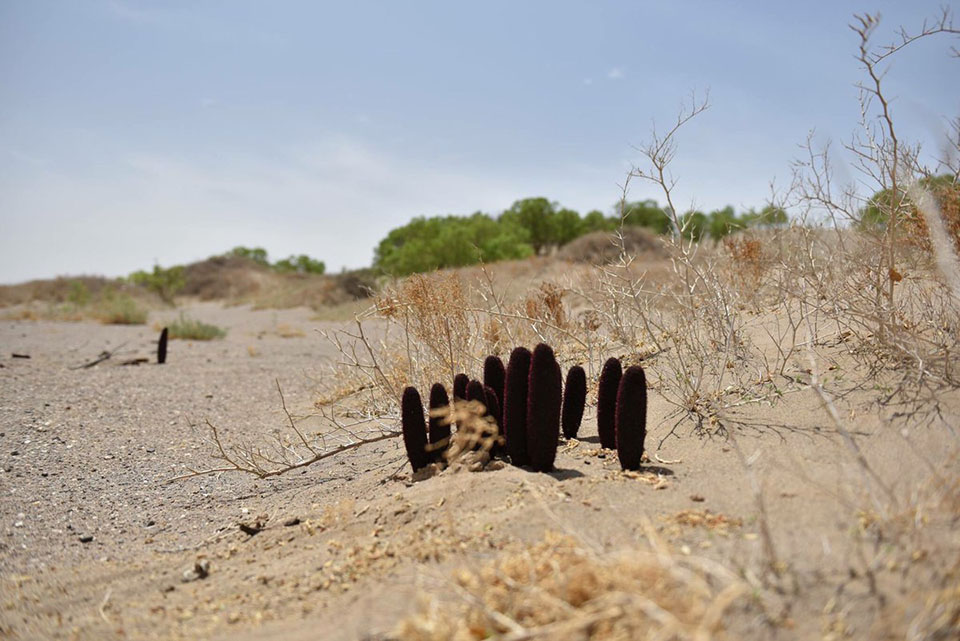 Red Goyo plants mongolie