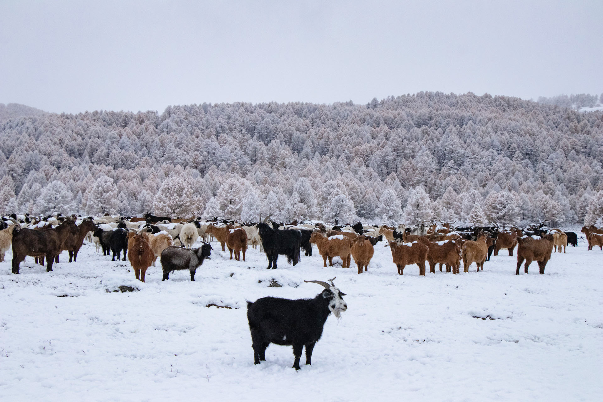 Hiver moutons et chèvres