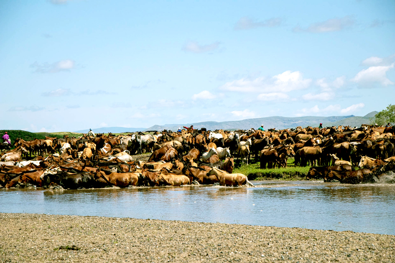 Mongolie cheval